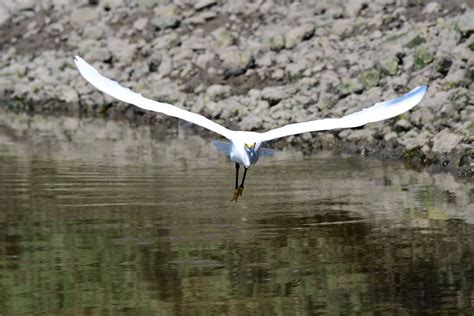 Snowy Egret In Flight Stacey Hebrard Flickr