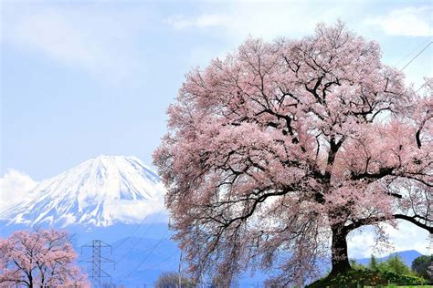 Gambar Mewarnai Pohon Bunga Sakura - IMAGESEE