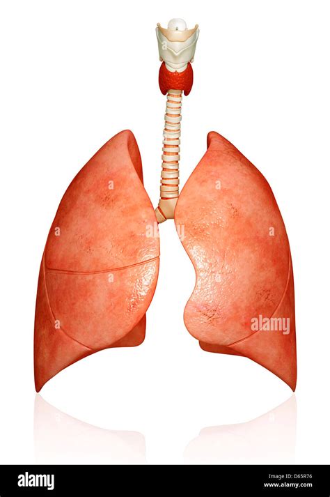 Human Lungs And Bronchial Tree Hi Res Stock Photography And Images Alamy