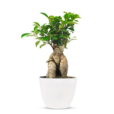 Ginseng Ficus Bonsai Shaping