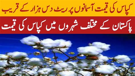 Today Cotton Price In Pakistan Kapas Ki Qemat Me Izafa Ho Gia