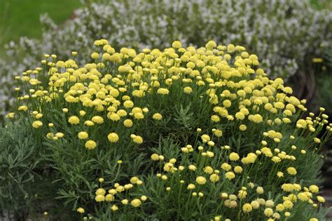 Home Growing Tips fo Lavender Cotton Flower