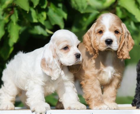 Spaniel puppies for sale – Artofit