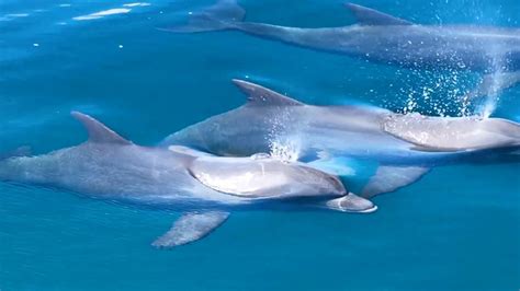 tin tuc video moi nhat ve  ca heo khong lo tren tuoi tre