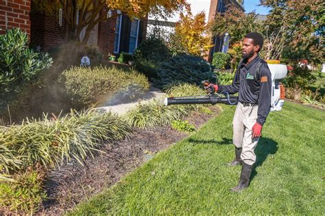 4 Tips To Get Rid Of Mosquitoes In Your Northern Virginia Yard Turf S