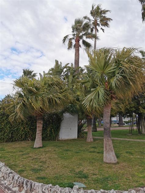 Livistona Chinensis Discussing Palm Trees Worldwide Palmtalk