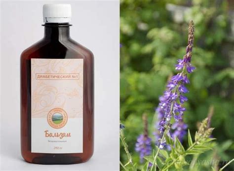 Козлятник лекарственный(галега). Состав. Применение и противопоказания ...