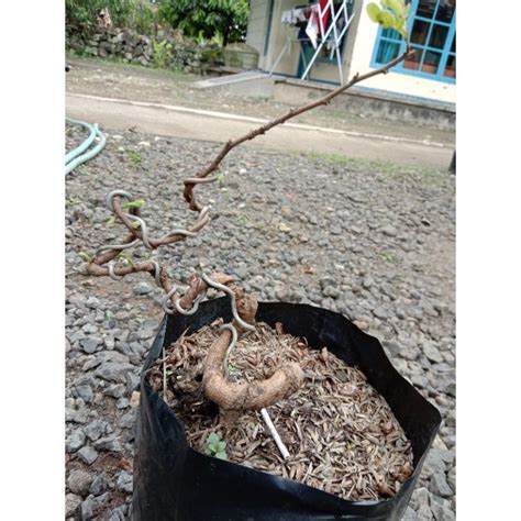 Jual Bahan Bonsai Asam Jawa Manis Gerak Dasar Tekukan Shopee Indonesia