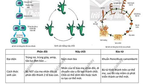 Lý thuyết sinh trưởng và sinh sản ở vi sinh vật - Sinh 10 Cánh diều ...