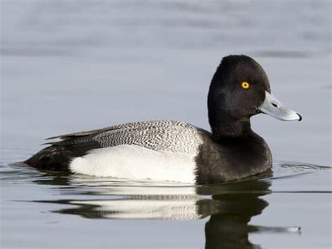 Anatidae Browse by Family, All About Birds, Cornell Lab of Ornithology