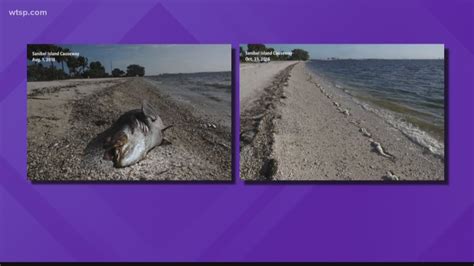 High Red Tide Concentrations Still Present In Tampa Bay Area