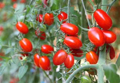 Tomato - Baby Roma red seeds - Heirloom Seeds Canada