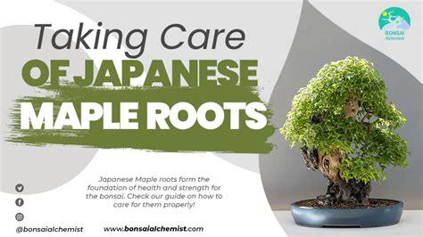 Japanese Maple Roots Bonsai Care Guide