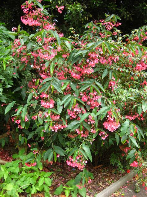 Begonia Coccinea Scarlet Begonia World Of Flowering Plants