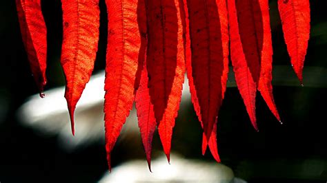 Wallpaper Nature Fall Sunlight Photography Red Leaves Depth Of