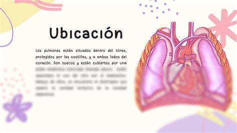 Solution Anatomia Bronquios Pulmones Y Alveolos Pulmonares Studypool