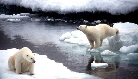 Ecol Gicas Los Osos Polares Se Est N Quedando Sin Hielo En El Rtico