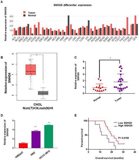 Long Noncoding Rna Snhg Promotes Proliferation And Angiogenesis Of