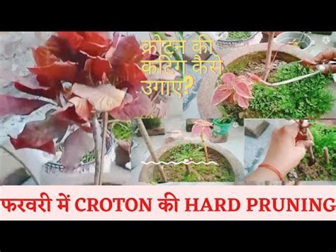 How To Grow Croton From Cutting Hard Pruning Of Croton Plant Youtube
