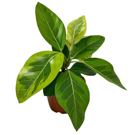 Ficus Benghalensis Variegata