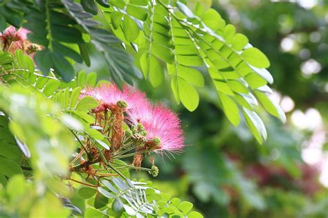 Albizia julibrissin Silk Tree Mimosa Seeds | Rare Quality Seeds