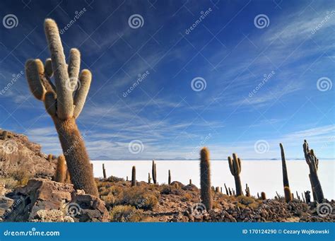 Bolivia Incahuasi Island In The Center Of The Salar De Uyuni Cactus