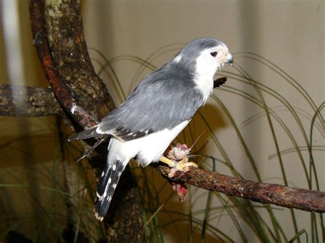 The Online Zoo - Pygmy Falcon