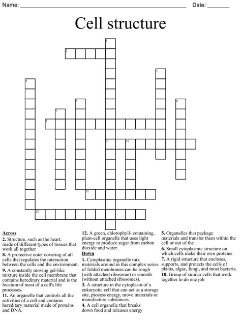 Cell Organelles Structure And Function Crossword Puzzle Wordmint