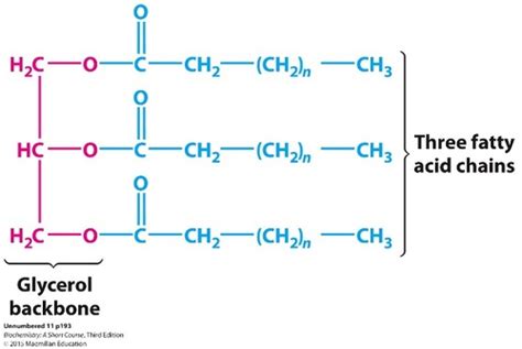 Biochem Exam 4 Flashcards Quizlet