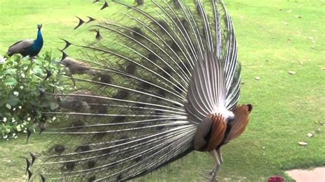 Beautiful Peacock Dance In Hd Youtube