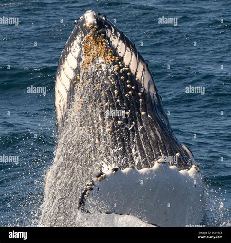 Barnacles whale skin hi-res stock photography and images - Alamy