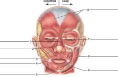 140 Anatomy Bones Muscles Ideas Anatomy Muscle Anatomy Anatomy