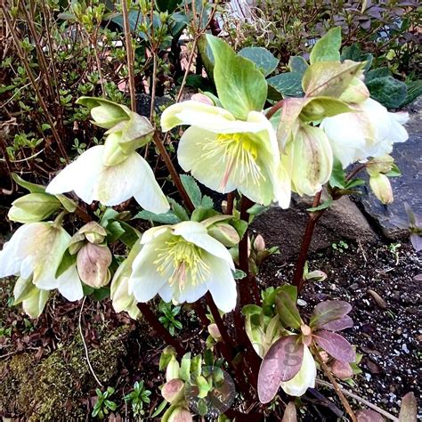 Hellebores: Plant Care and Collection of Varieties - Garden.org