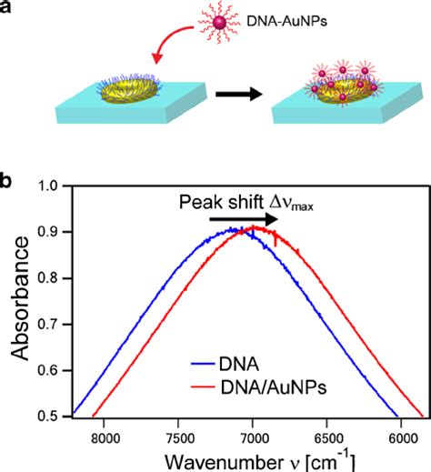 Detection Of Dna Hybridization Adsorption Of Aunps Modified With Ssdna