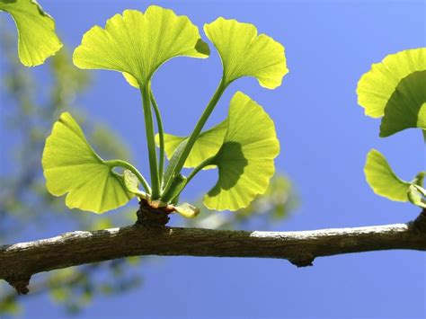 Propiedades Del Ginkgo Biloba La Gu A De Las Vitaminas