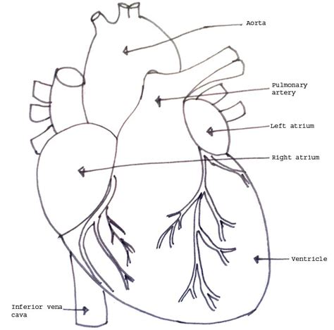 Human Organ Models Biology4isc