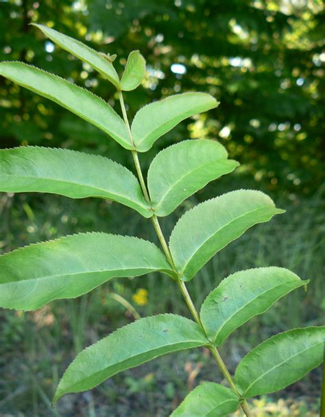 Noyer Du Caucase Esp Ces Exotiques Envahissantes Hauts De France