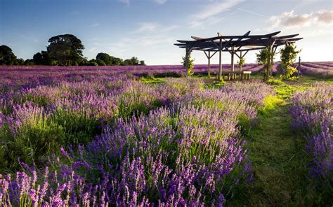 Lavender Flowers Wide - Wallpaper, High Definition, High Quality ...