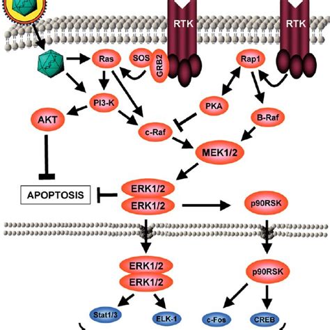 Schematic Representation Of The Apoptotic Cascade Apoptosis Can Be