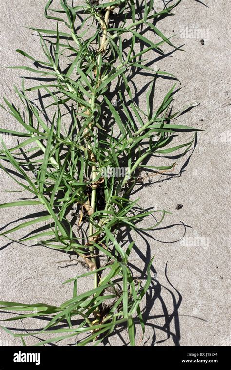 Close Up Of Cynodon Dactylon Or Known Couch Grass Runners Isolated