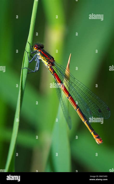 Pyrrhosoma Nymphula Large Red Damselfly Stock Photo Alamy