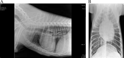 Postoperative Radiographic View At 6 Months Lateral A And