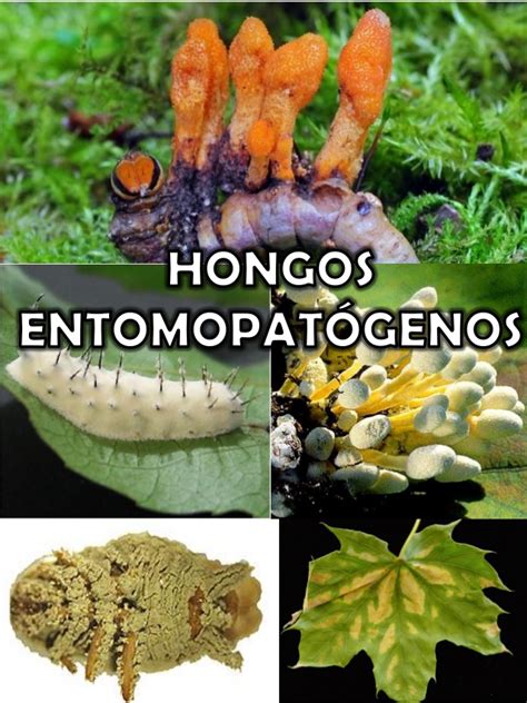 Hongos Entomopatogenos Secretos Propiedades 2021