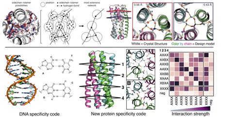 De novo design of protein homo-oligomers with modular hydrogen-bond ...