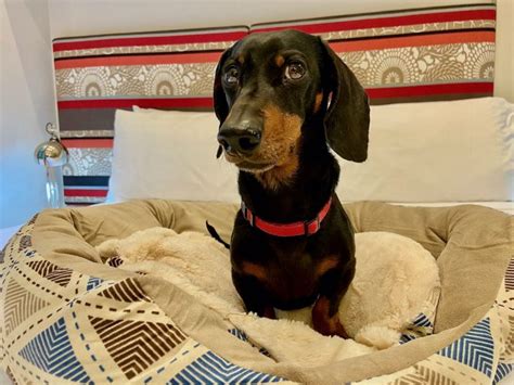 Hotel Pet Friendly - 9 Tips for Staying in a Pet-Friendly Hotel with Your Dog - Travelnuity