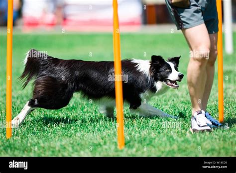 Border collie running during obedience training Stock Photo - Alamy