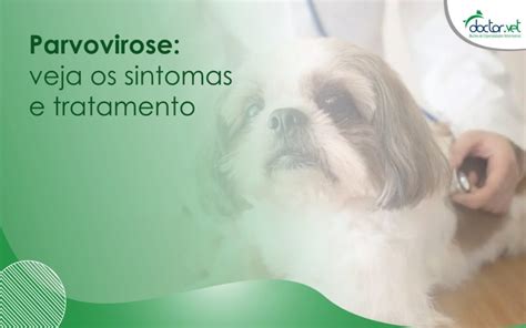 Parvovirose Veja Os Sintomas E Tratamento Doctor Vet