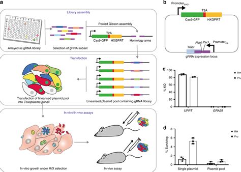 Single Step Crispr Knockout Pools From Arrayed Single Stranded Oligos