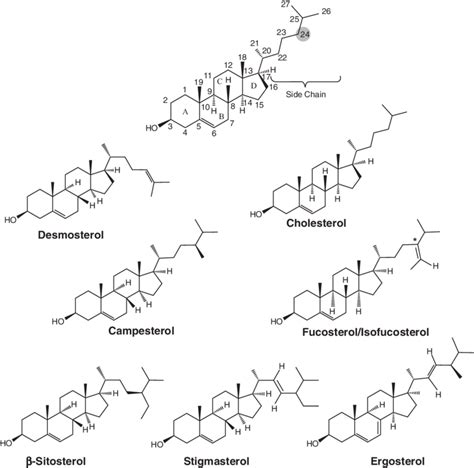 1 Basic structure of sterol (top) and the chemical structures of the ...