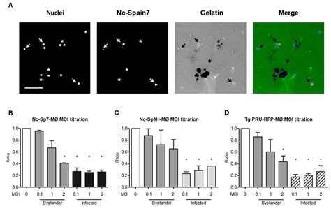 Frontiers Differential Responses Of Bovine Monocyte Derived